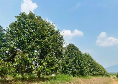 Lush mango farm with clear blue sky
