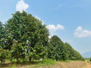 Lush mango farm with clear blue sky
