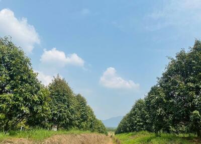 Rural landscape with mango trees and a clear sky