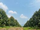 Rural landscape with mango trees and a clear sky