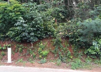 Dense greenery and foliage covering a sloped area near a paved road