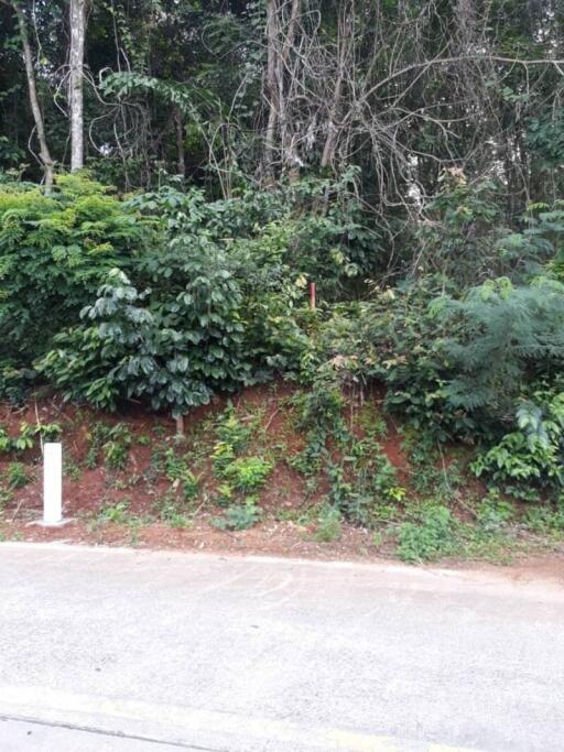 Dense greenery and foliage covering a sloped area near a paved road