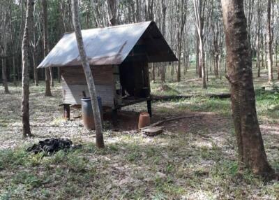 Secluded rustic cabin surrounded by trees in a forested area