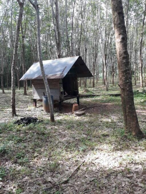 Secluded rustic cabin surrounded by trees in a forested area