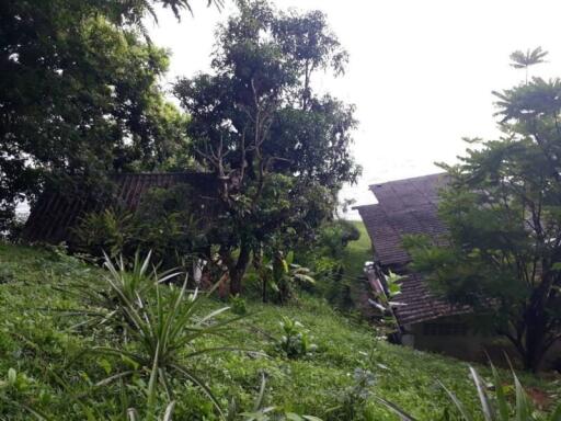 Rural house surrounded by lush greenery