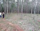 Potential building site in a wooded area with two people discussing property details