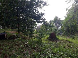 Lush green outdoor space with vegetation and trees