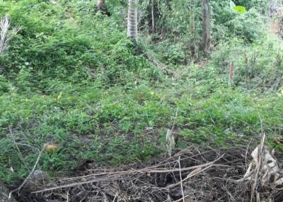 Dense greenery and vegetation with fallen branches in a forested area