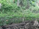 Dense greenery and vegetation with fallen branches in a forested area