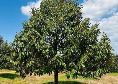 Lush green tree in a sunny outdoor space with blue sky