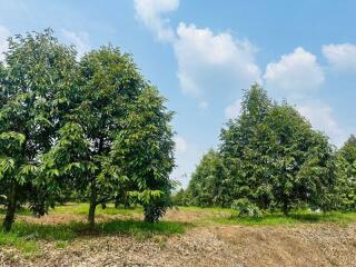 Lush green trees in an outdoor property space under a clear blue sky