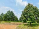 Spacious outdoor landscape with green trees and clear blue skies