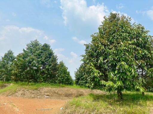 Spacious outdoor landscape with green trees and clear blue skies