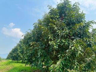 Lush green tree against a clear sky