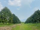 Spacious farm land with lush greenery and mature trees