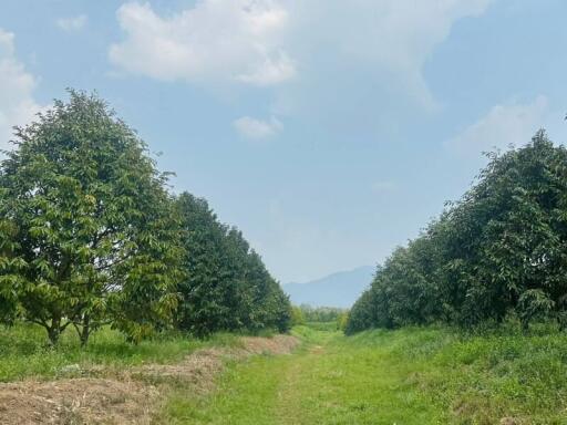 Spacious farm land with lush greenery and mature trees