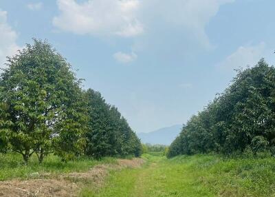 Spacious farm land with lush greenery and mature trees