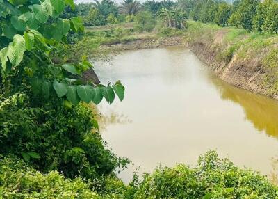 Peaceful water pond surrounded by lush greenery