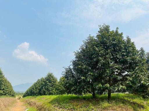 Spacious open field with trees under clear blue sky