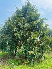 Large lush tree in an open field under a clear sky