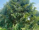 Large lush tree in an open field under a clear sky