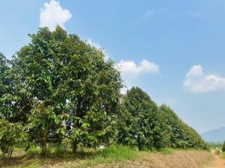 Lush orchard with clear blue skies
