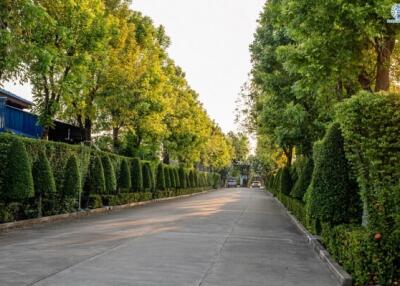 Tree-lined street within a property complex