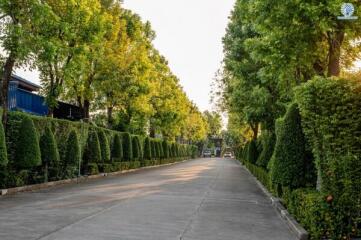 Tree-lined street within a property complex