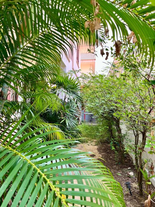 Lush garden with tropical plants in a residential property