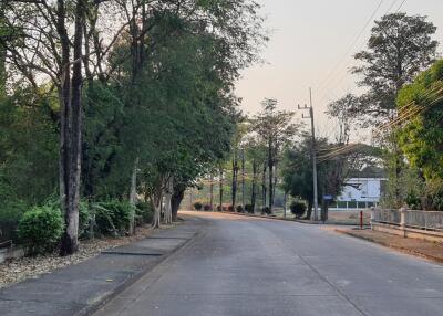 Quiet residential street with lush greenery and paved road