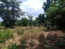 Overgrown lot with tall grass and scattered concrete posts under a clear sky