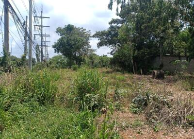 Rural Land with Wild Vegetation and Utility Poles