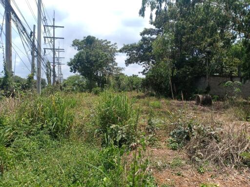 Rural Land with Wild Vegetation and Utility Poles