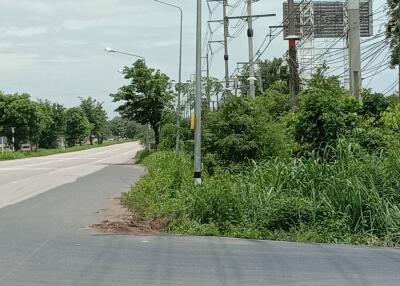 Roadside view with lush greenery and utility poles