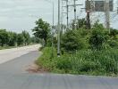 Roadside view with lush greenery and utility poles