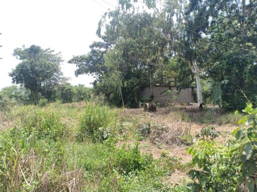 Rural landscape with overgrown vegetation and partial view of a dilapidated building