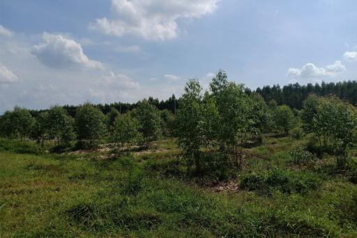 Spacious rural landscape with lush greenery under a clear sky