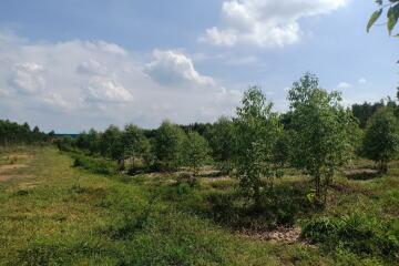 Lush green landscape with young trees under a cloudy sky