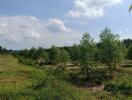 Lush green landscape with young trees under a cloudy sky