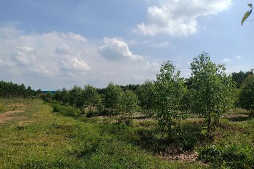 Spacious rural landscape with young orchard under a clear sky