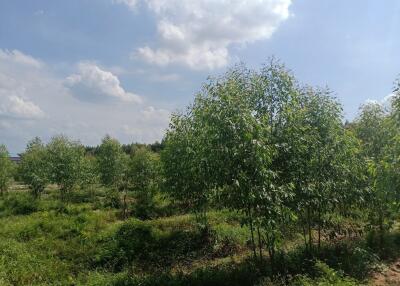 Scenic view of lush greenery and trees in a spacious property