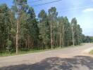 Scenic view of a road with a lush green tree line