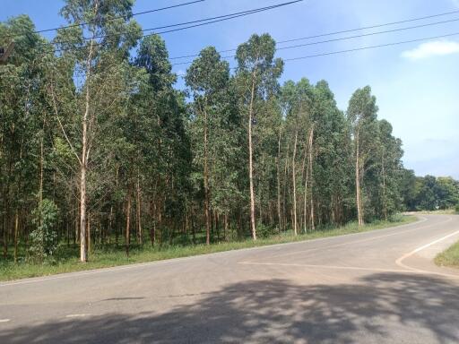 Scenic view of a road with a lush green tree line