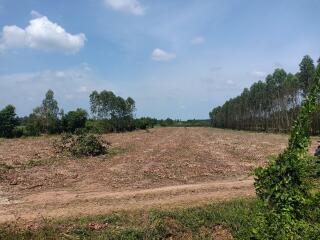 Spacious plot of land with green trees under blue sky