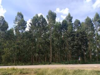 Forest area adjacent to road under clear sky