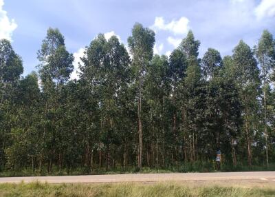 Forest area adjacent to road under clear sky