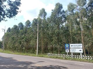 Forest-lined roadside with a directional sign