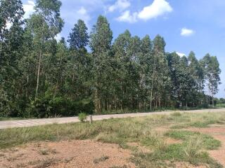 Scenic view of a road surrounded by tall trees in a rural landscape