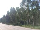 Tree-lined road near property