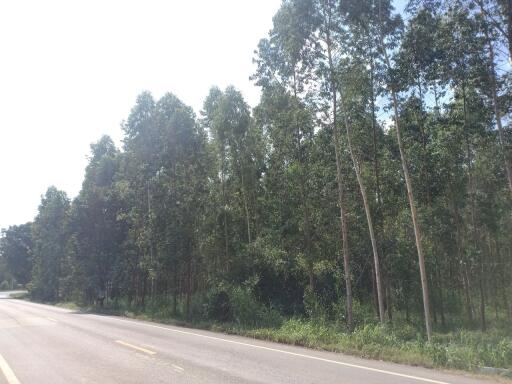 Tree-lined road near property